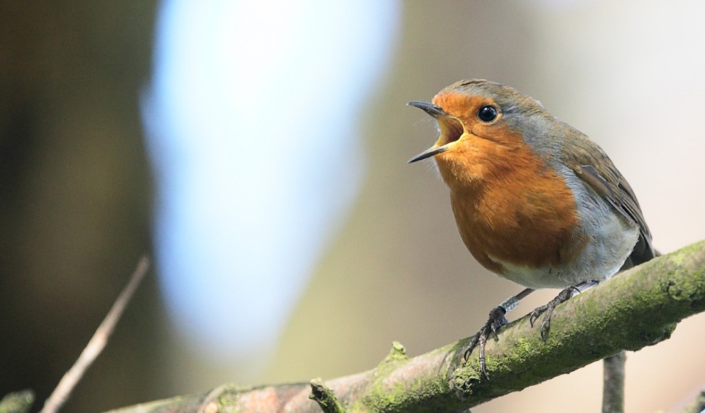 Птица на ветке