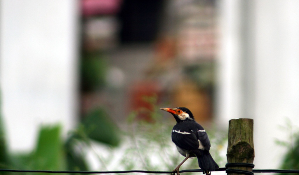 Птичка на проводе