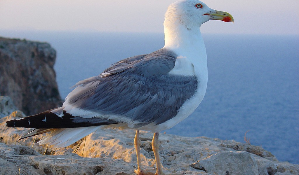 Птица на побережье