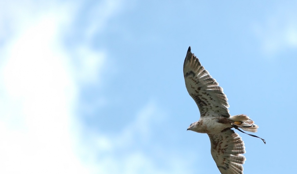 Ястреб в небе