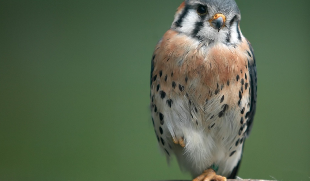 Маленький ястреб на ветке