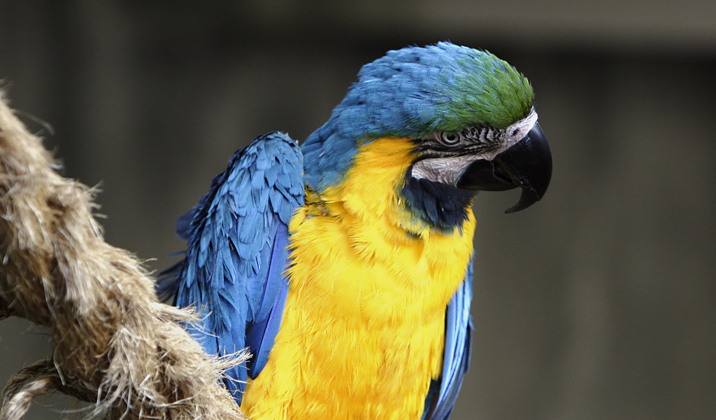 Норвежский голубой попугай