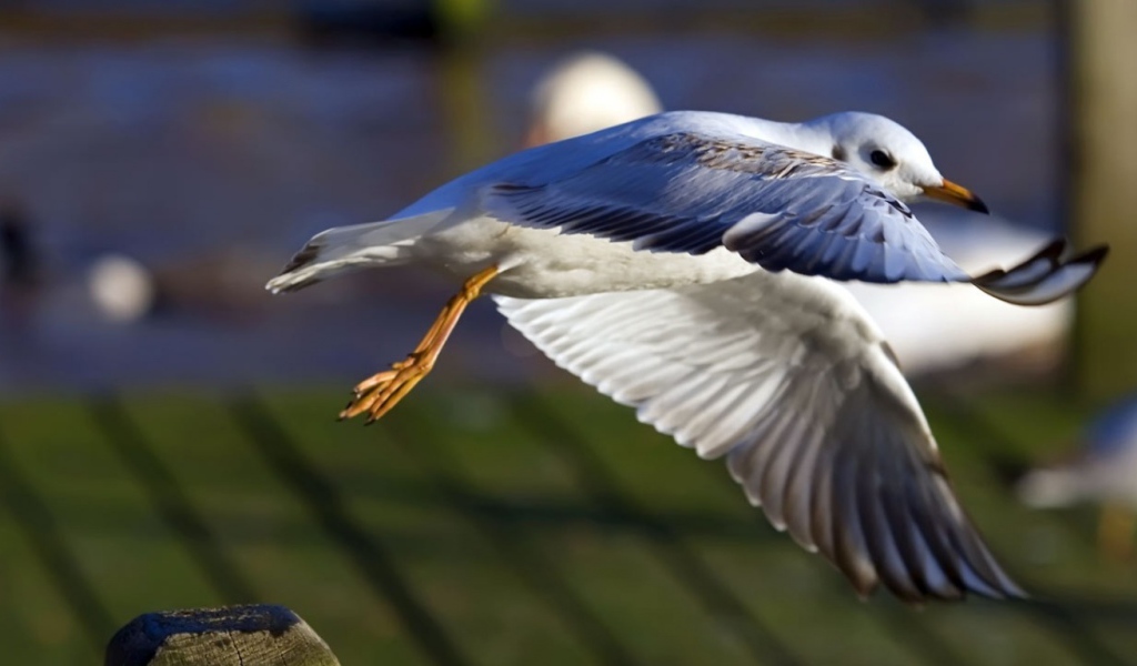 Взлет чайки