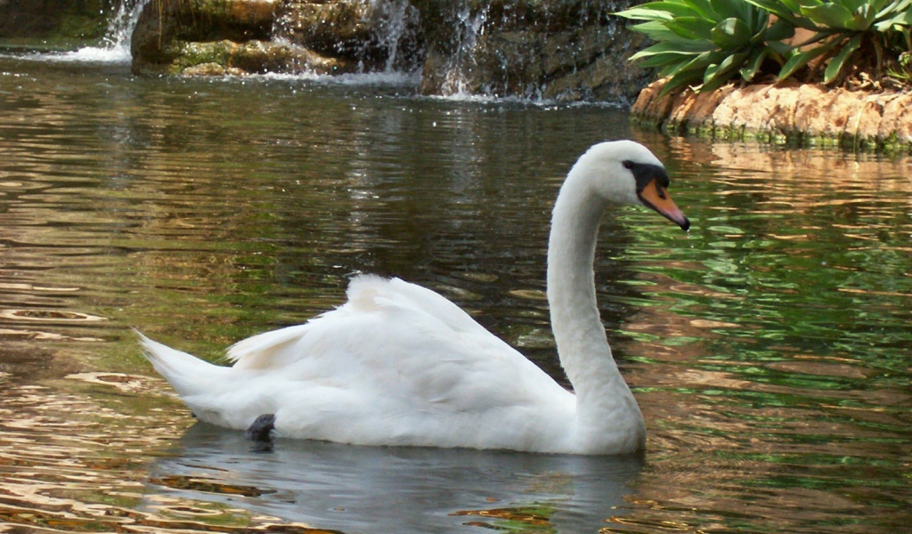 Лебедь в пруду