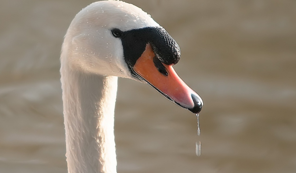 Лебедь в воде
