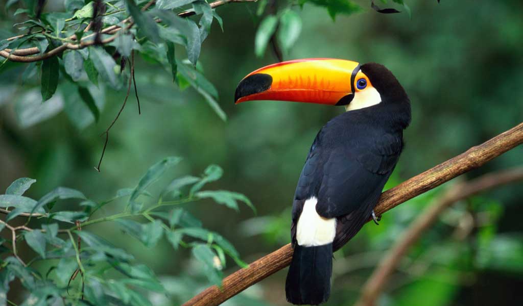 Тукан Токо