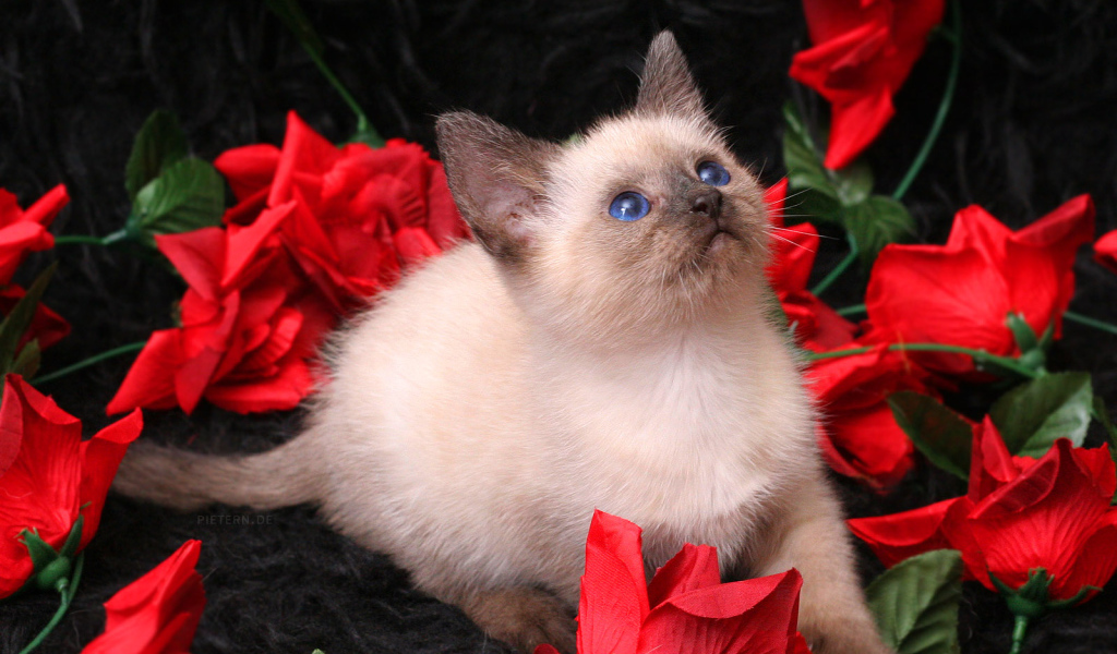 Котенок в розах