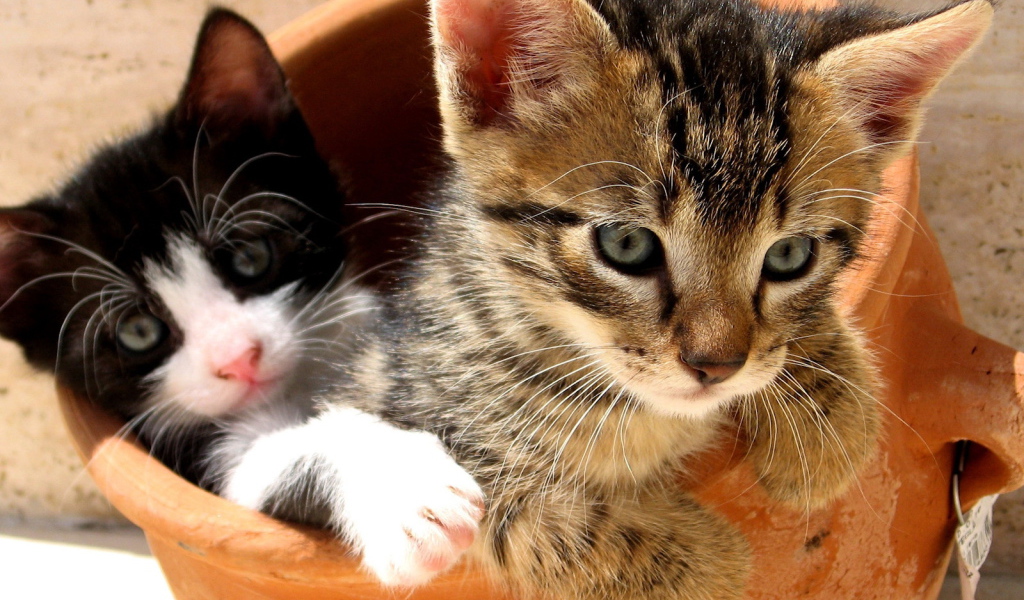 Симпатичные котята