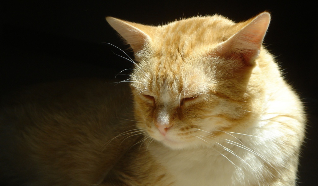 Нежные чувства