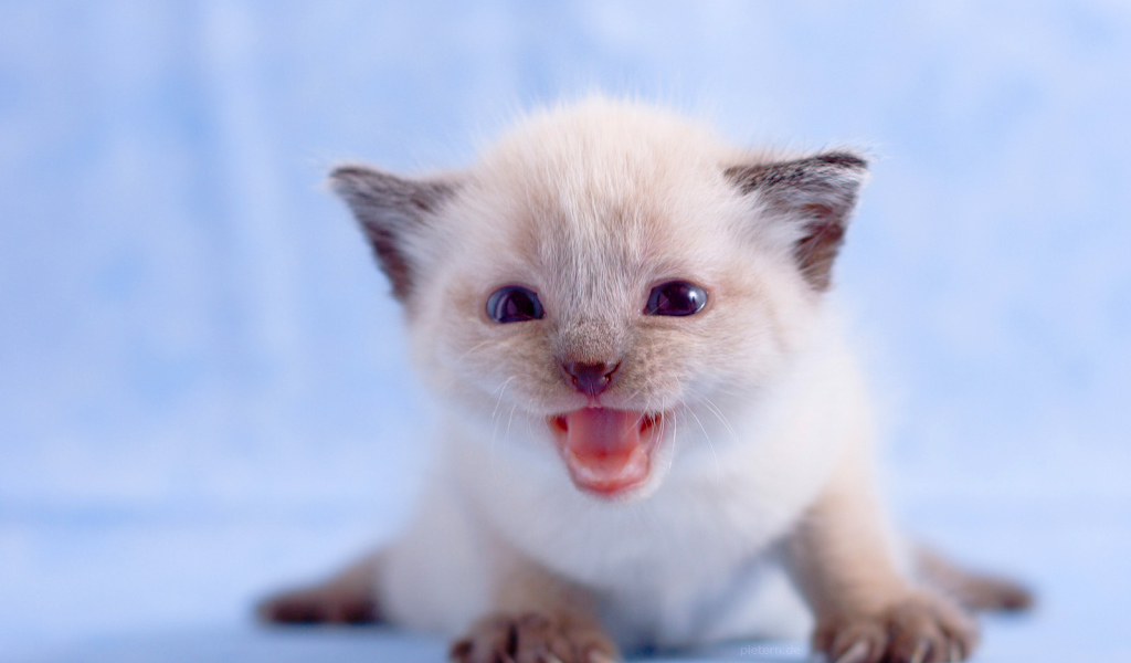 Маленький белый котенок