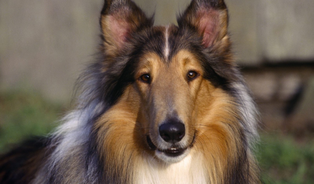 Собака Колли