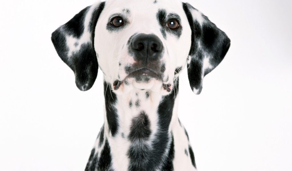 Мордочка далматинца
