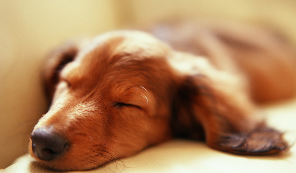 Спящий пес