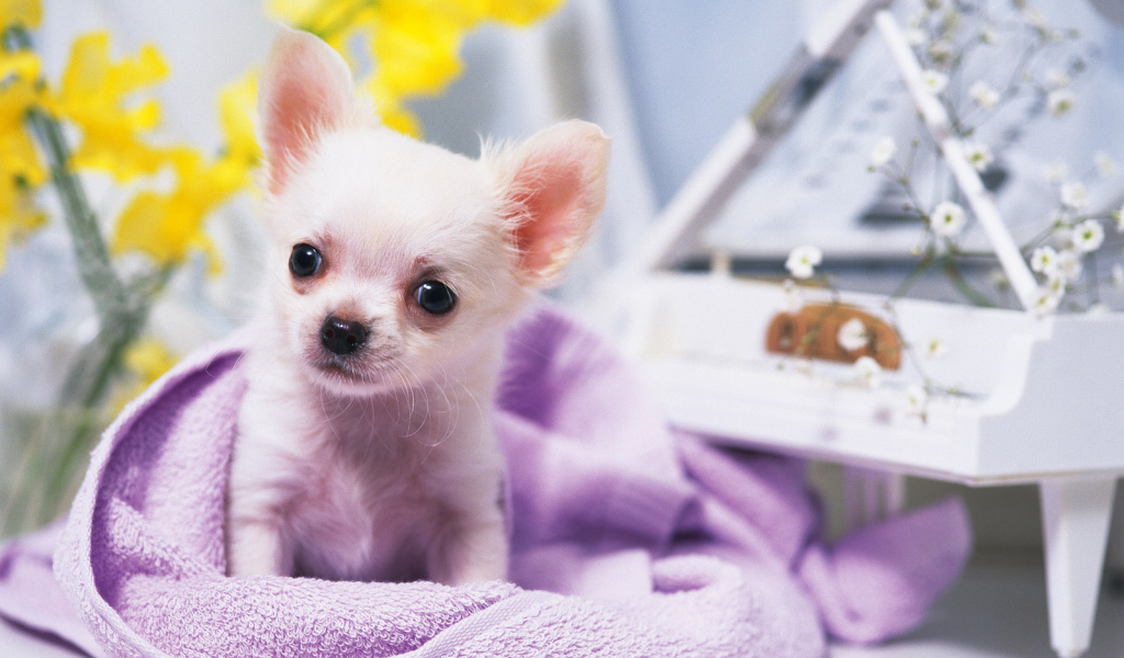 Собачка ростом с игрушку