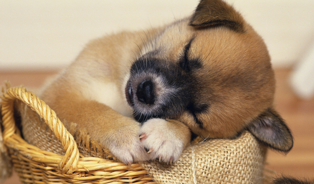 щенок в корзинке