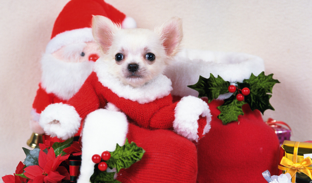 Щенок Санта Клаус