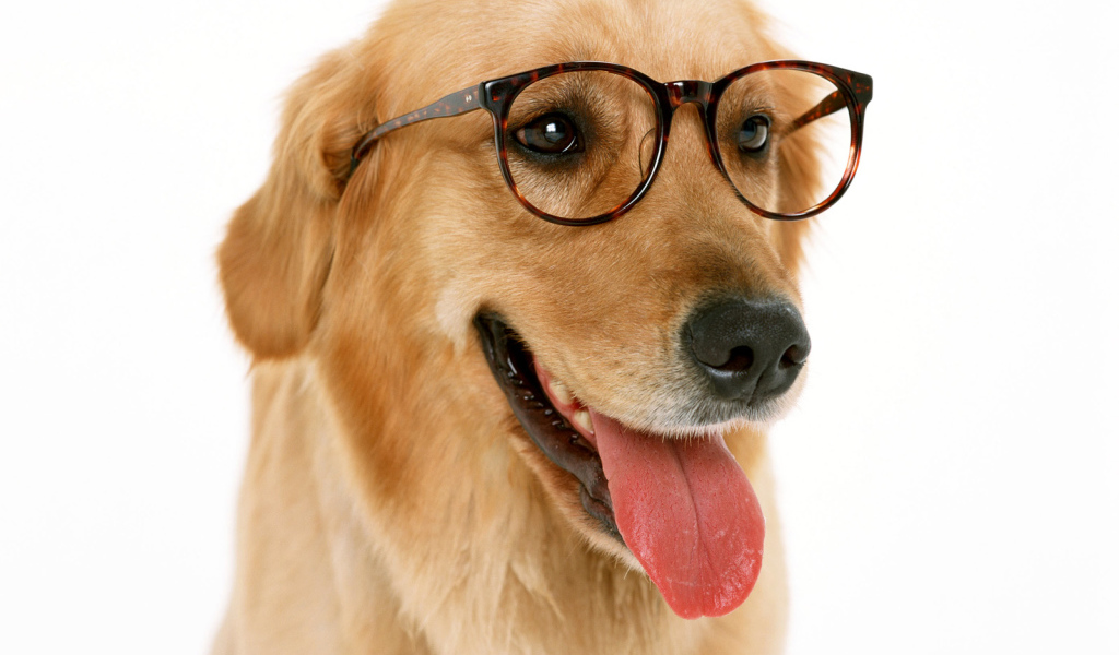 Wearing glasses Dog
