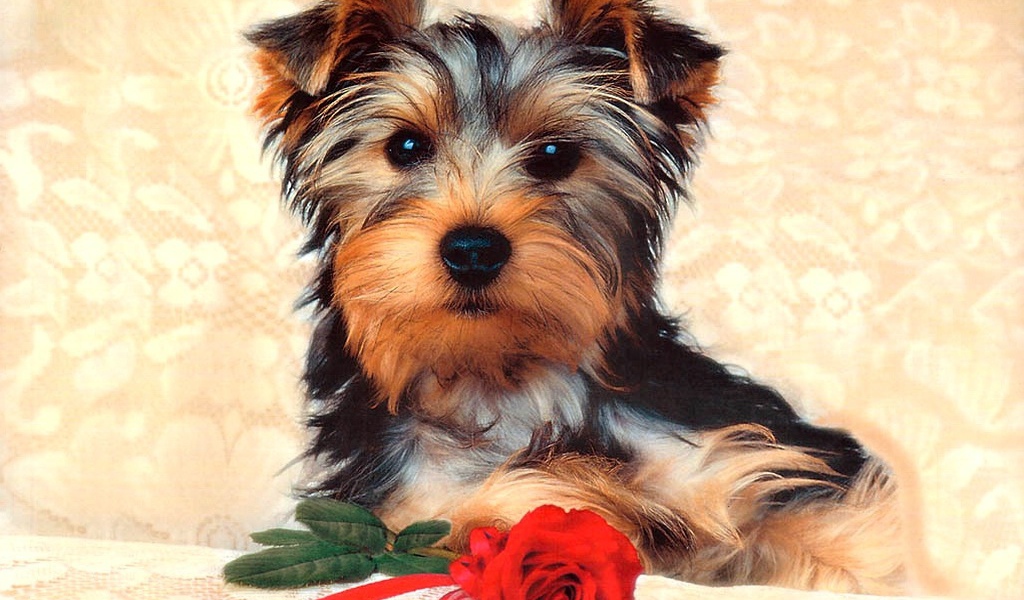 Симпатичная собачка