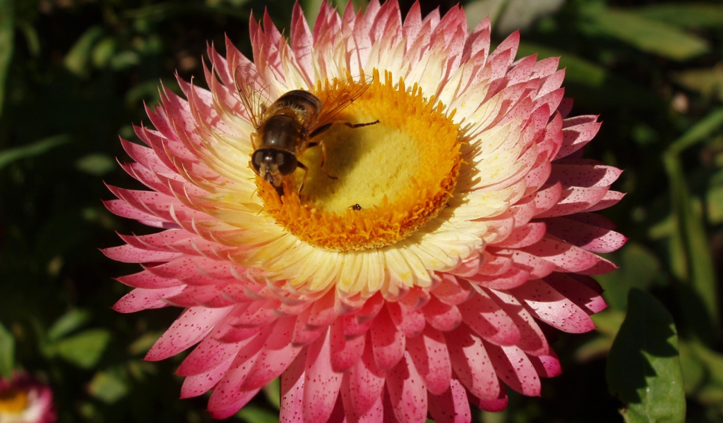 Пчелка и цветок