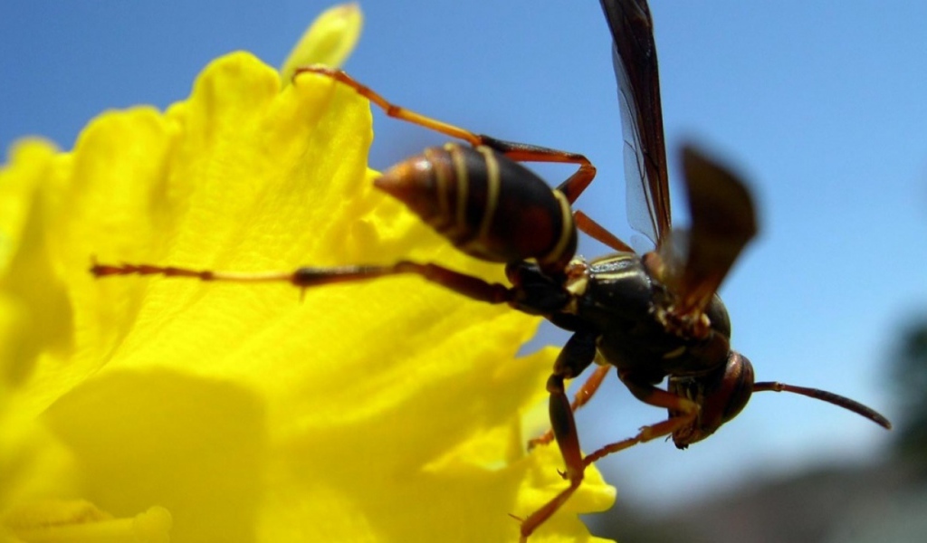 Пчела на желтом цветке