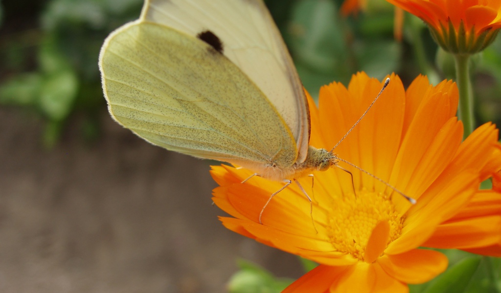 Мир бабочки