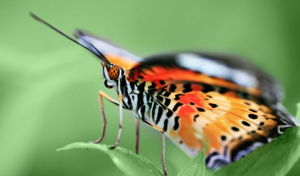 Бабочка на зеленом