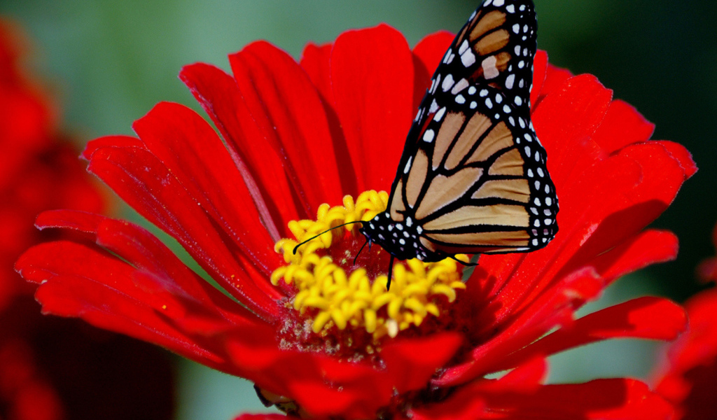 Бабочка на красном цветке