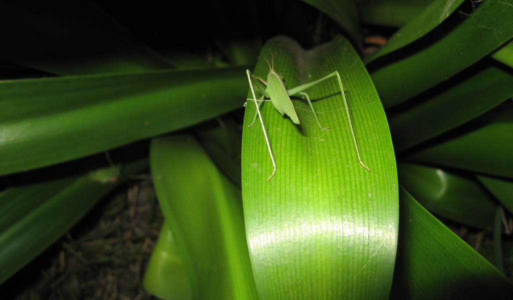 Зеленый кузнечик