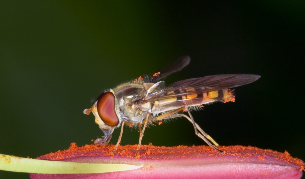 Насекомое на цветке