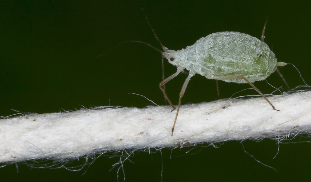 Микроскопический жучек