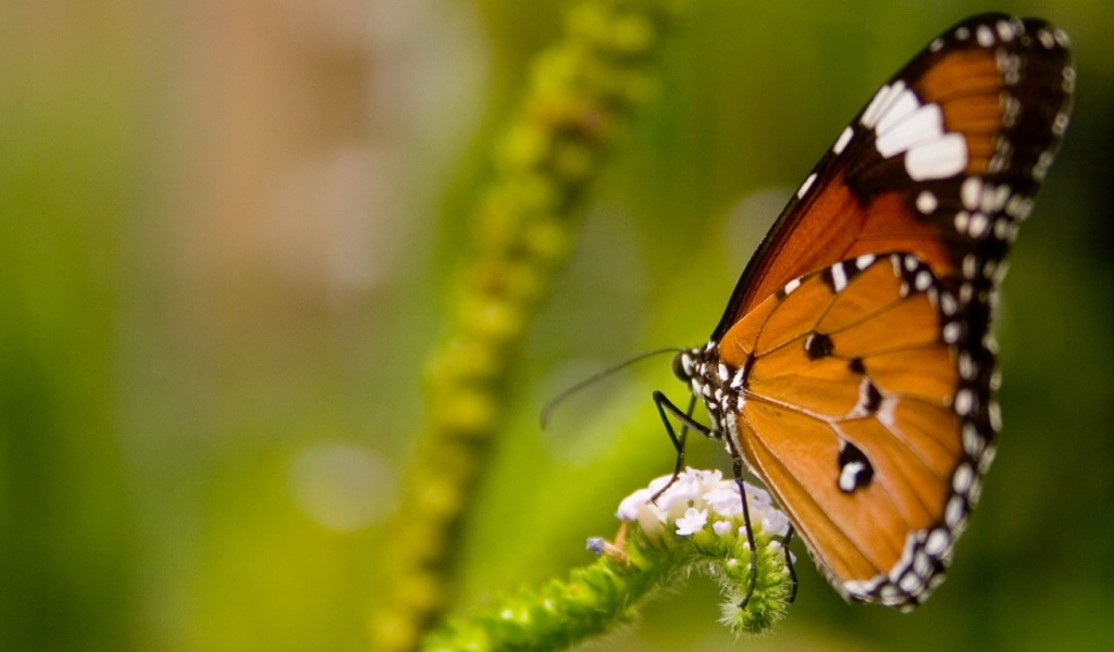 Оранжевая бабочка