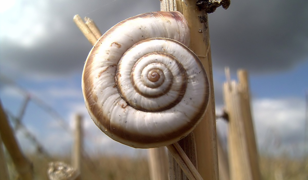 Улитка на колоске