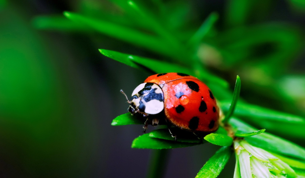 Божья коровка