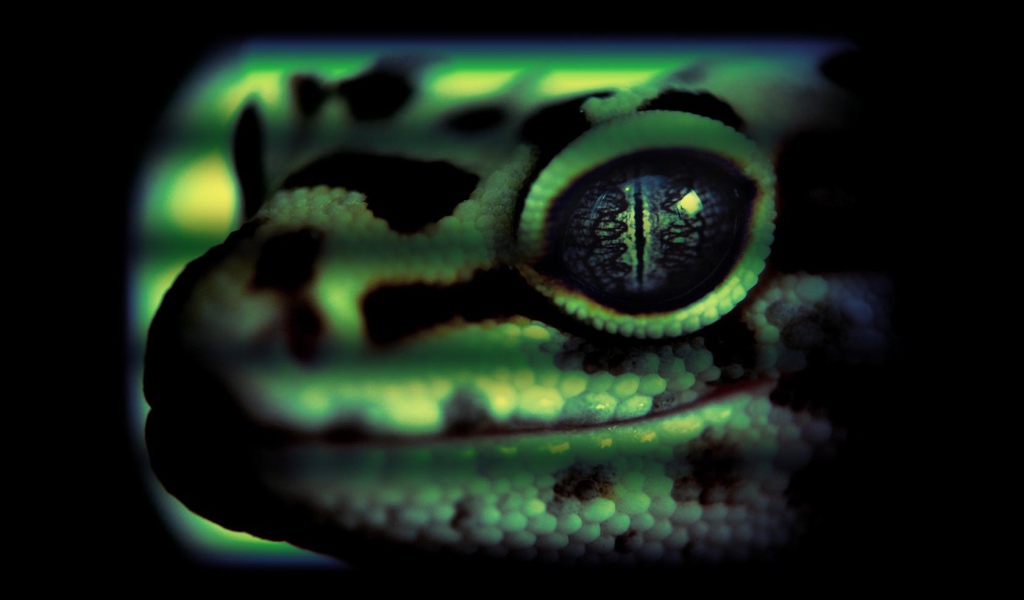 Змеиная голова