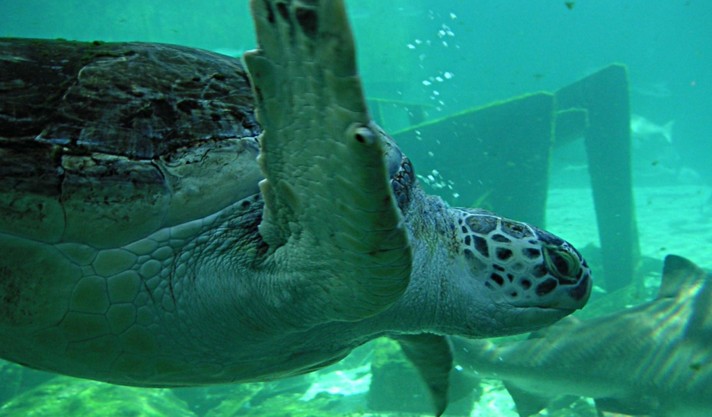 Морская черепаха