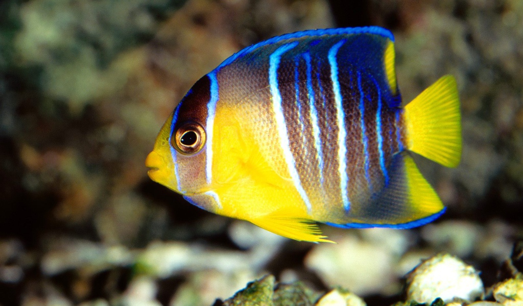 Голубая рыба ангел