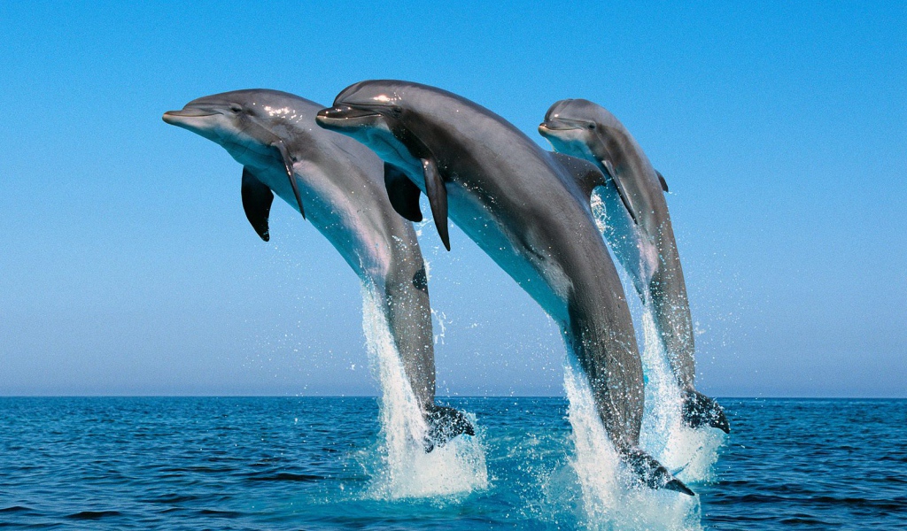 Носатые дельфины
