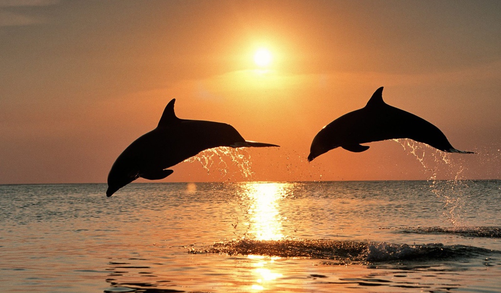 Bottlenose dolphins after the sunset