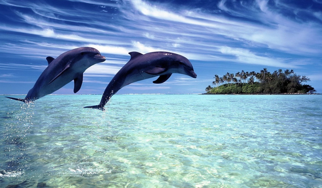 Дельфины