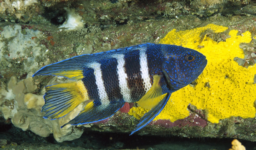 Восточный голубой дьявол