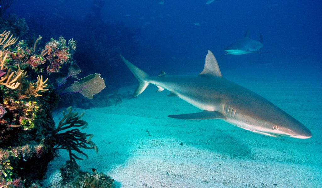 Серые рифовые акулы