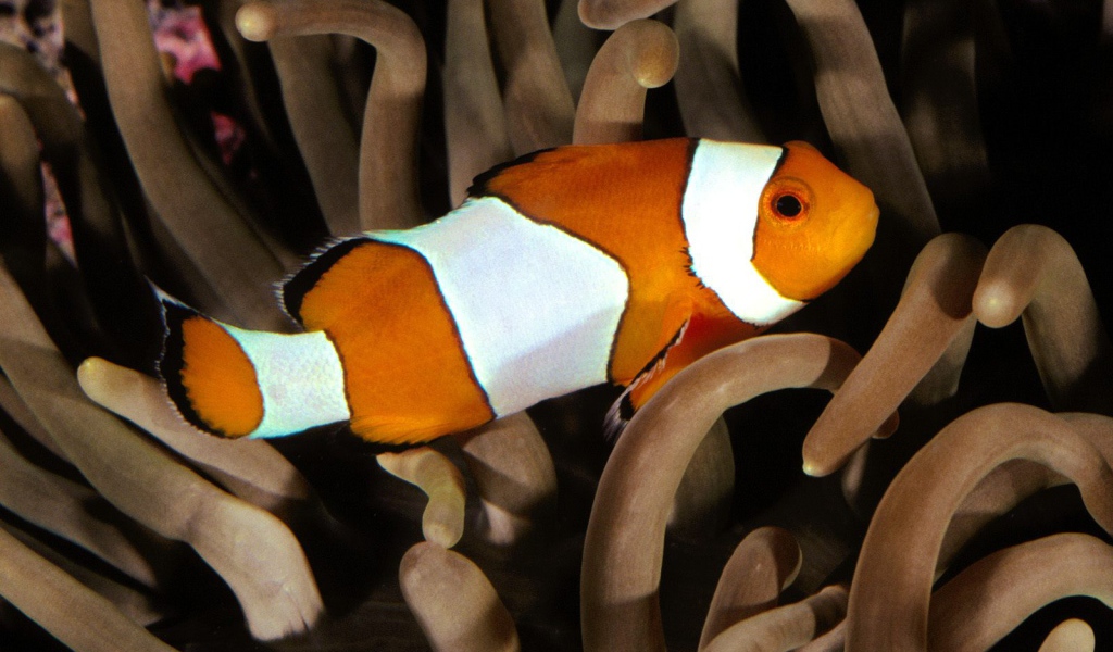 Перкула рыба клоун