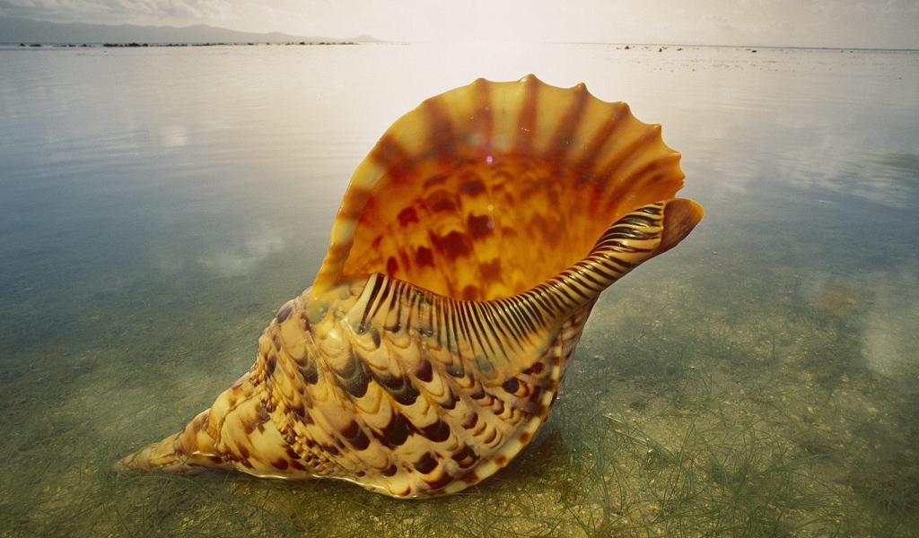 Морская раковина