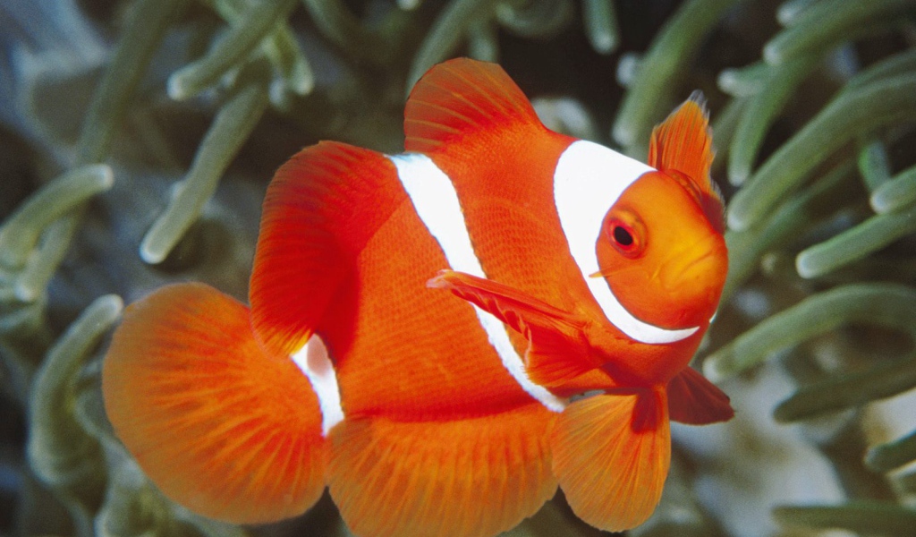 Красно белая рыбка