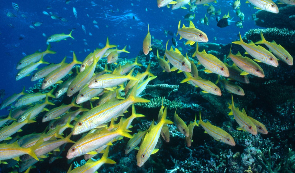 Стая желтых рыбок