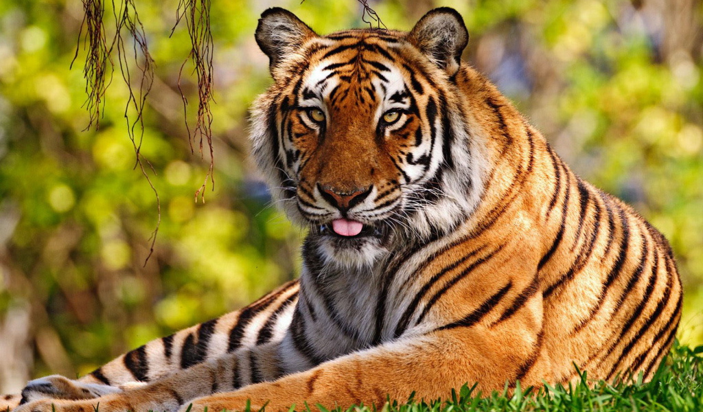 Уссурийский тигр