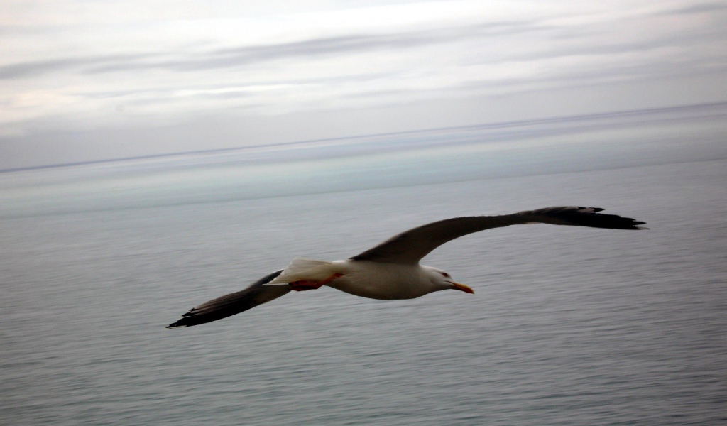 Полет птицы