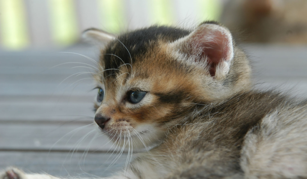 Котенок с голубыми глазками