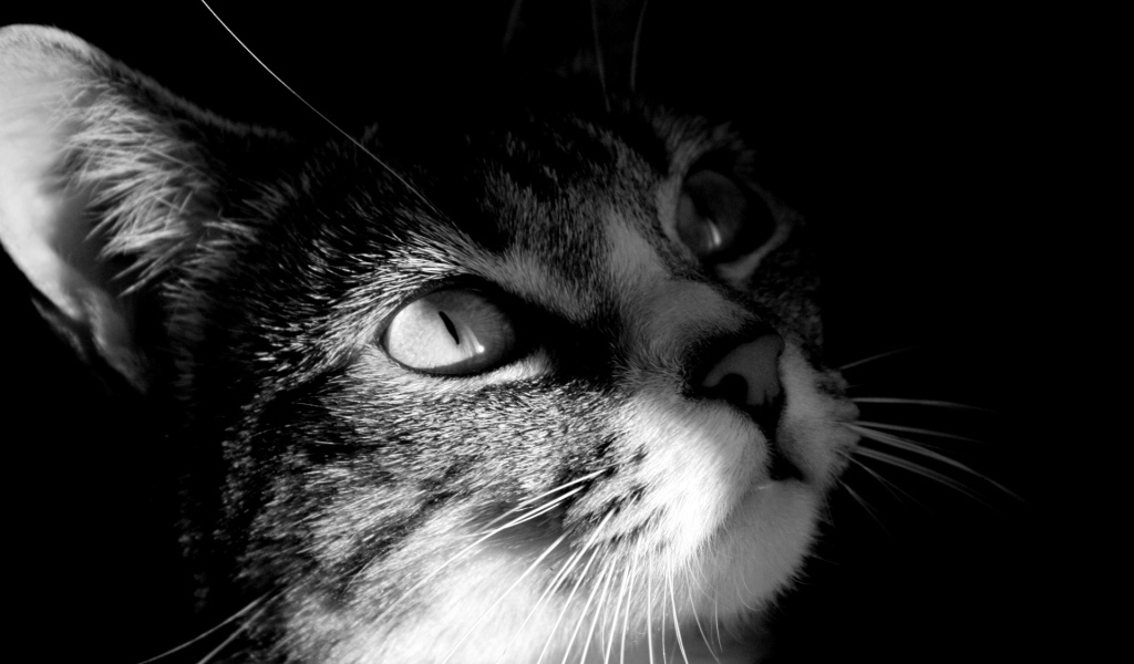 Мордочка кота