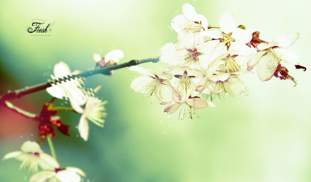 Цветущая вишня